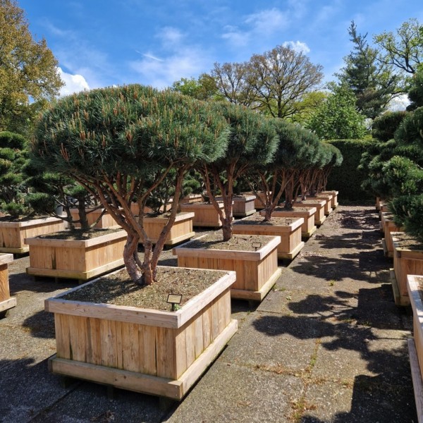 Pinus sylvestris watereri verzweigt