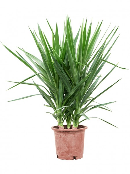 Yucca elephantipes multistamm