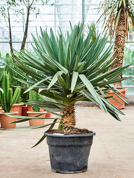 Yucca gloriosa Lone Star