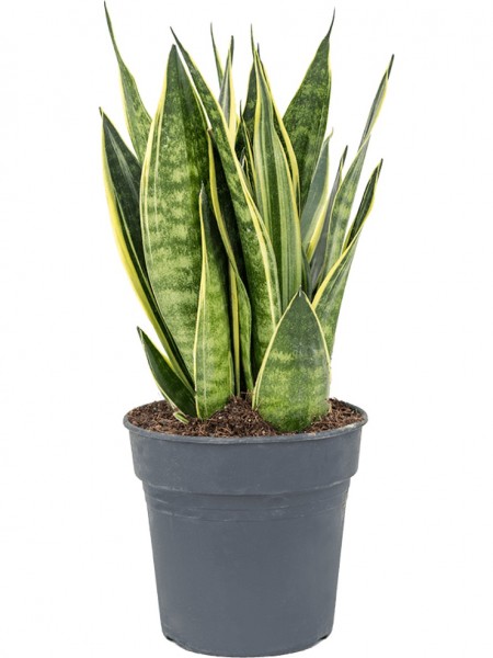 Sansevieria canary