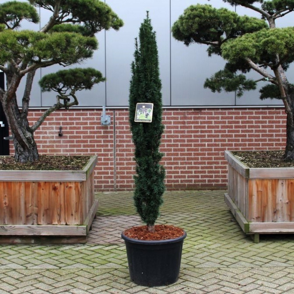 Taxus baccata Fastigiata Robusta