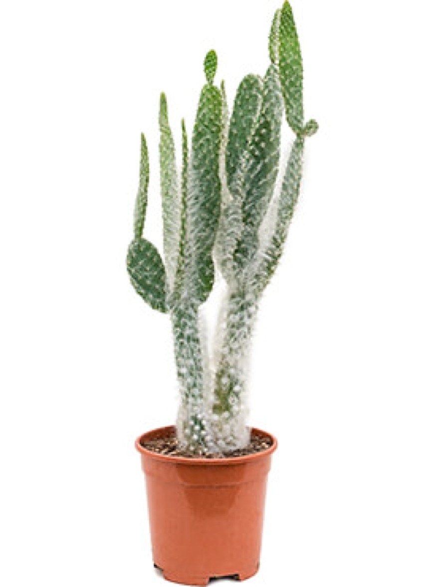 Opuntia blue ale - verzweigt | Terrapalme Heim- und Gartenshop