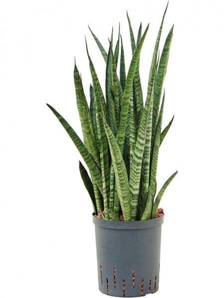 Sansevieria zeylanica narrow