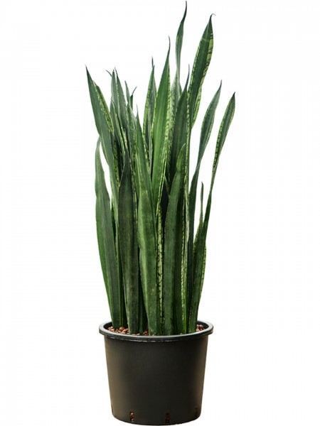Sansevieria trifasciata black tiger - Hydrokultur