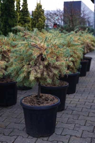 Larix kaempferi wolterdingen
