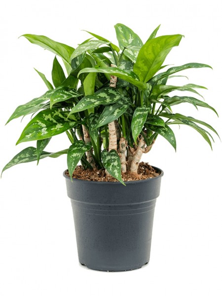 Aglaonema Maria