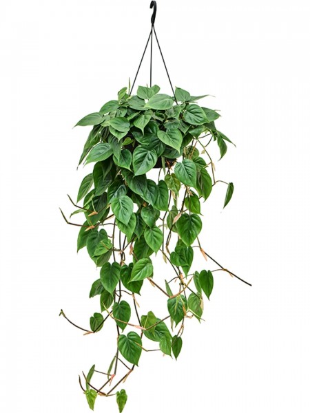 Philodendron scandens Ampel