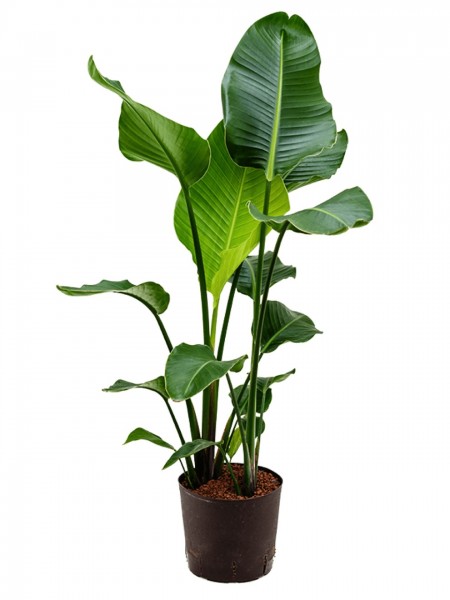 Strelitzia nicolai - Baumstrelitzie