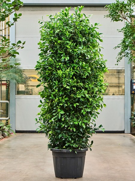 Ficus microcarpa nitida Busch