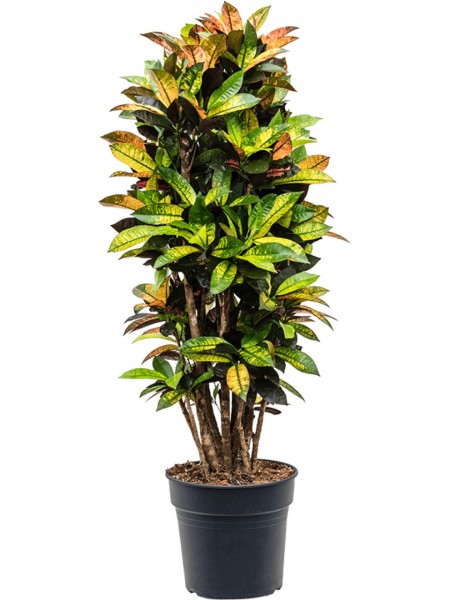 Croton iceton 150 cm - Wunderstrauch