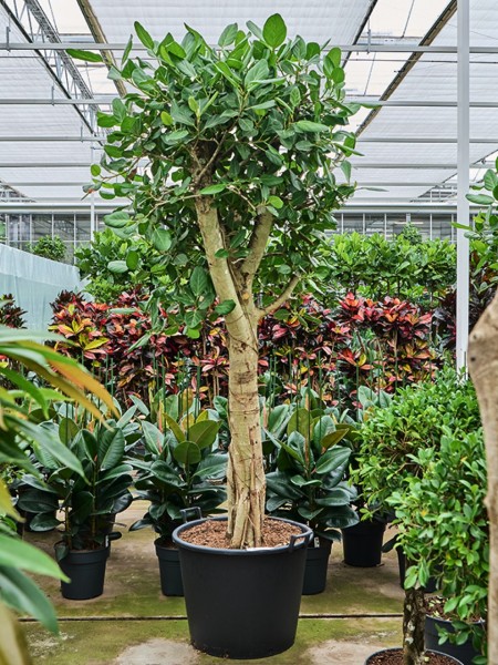 Ficus benghalensis audrey - Banyan Feigenbaum