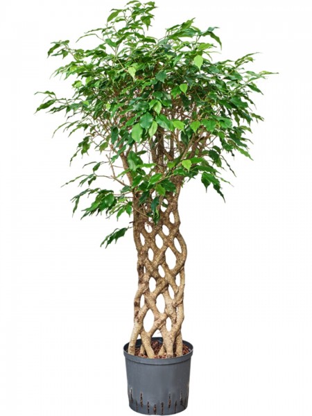 Ficus benjamina exotica Hecke