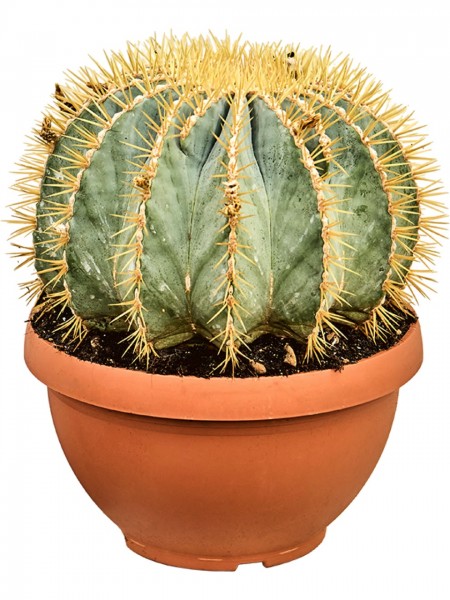 Ferocactus glaucescens