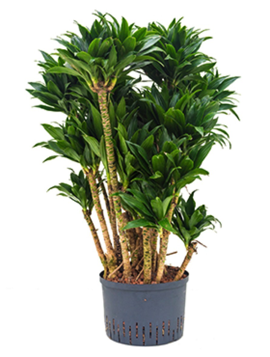 drachenbaum hydrokultur