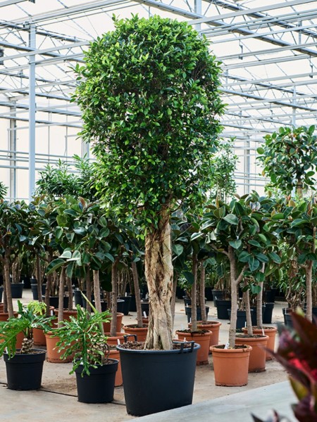 Ficus microcarpa nitida