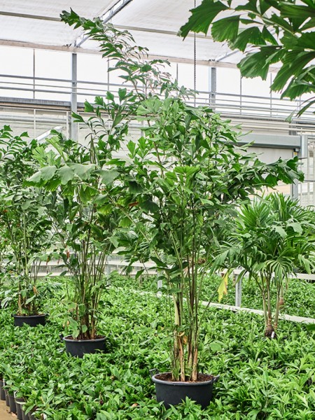 Caryota mitis Busch - Fischschwanz Palme