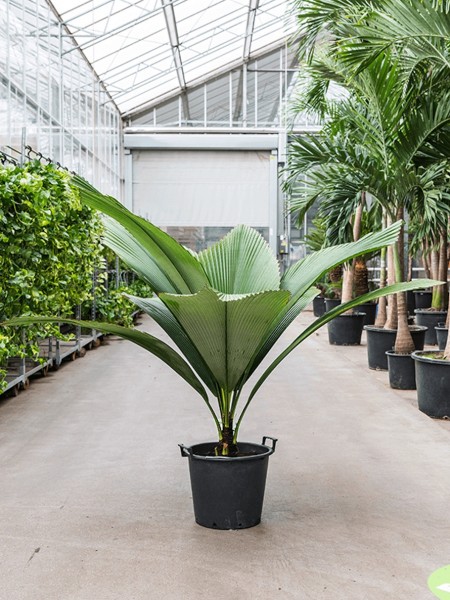 Johannesstysmania magnifera - Silber Joey Palme