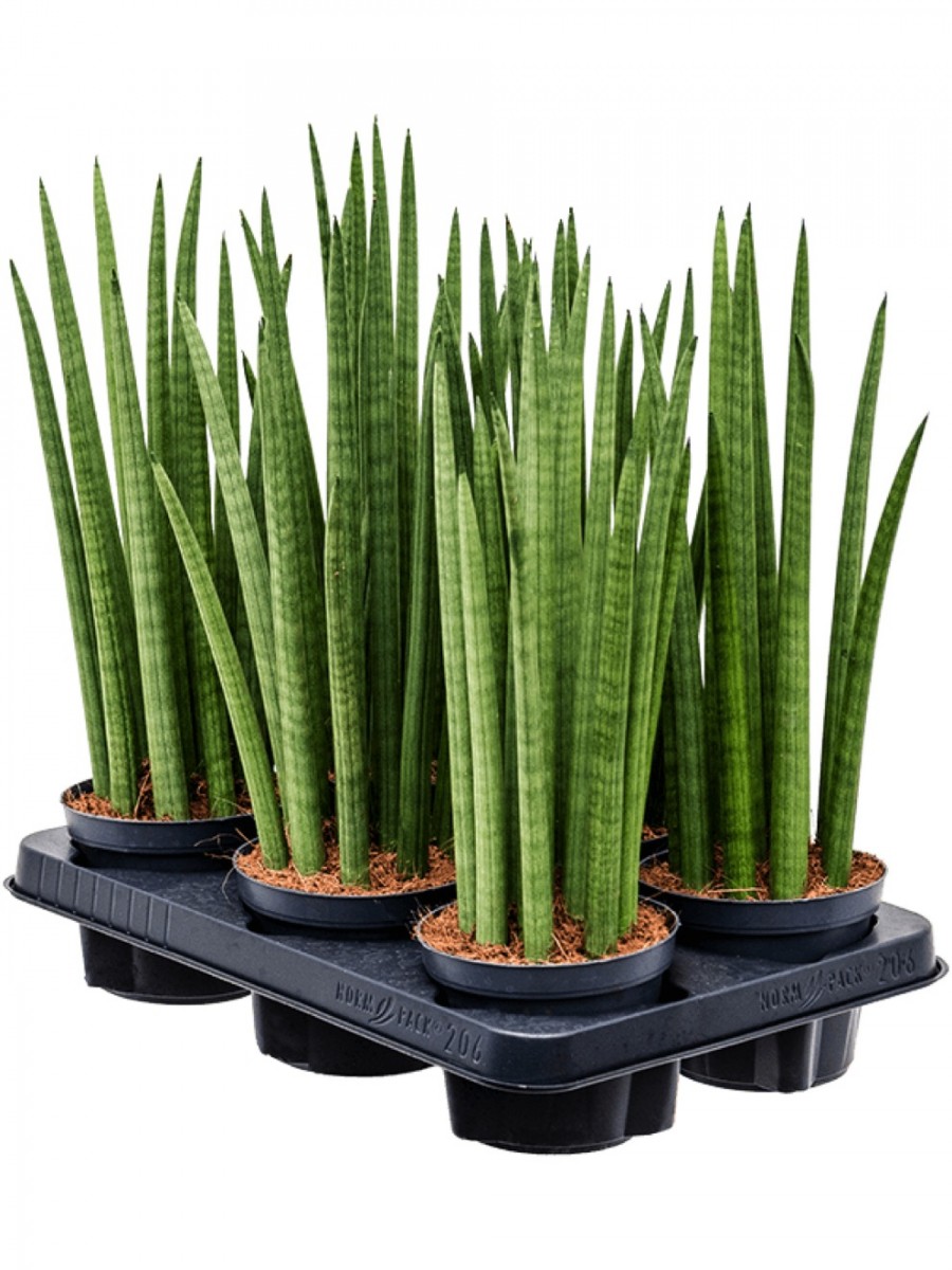 Sansevieria cylindrica straight 6er Tray | Terrapalme Heim- und Gartenshop