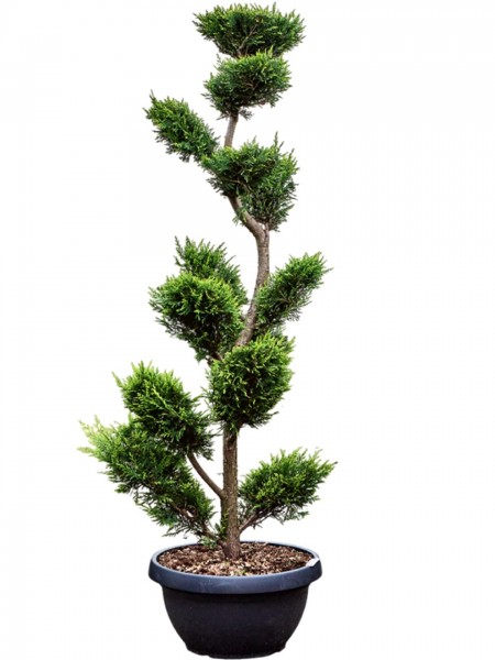 Cupressocyparis leylandii castlewellan gold - Goldene Leylandii