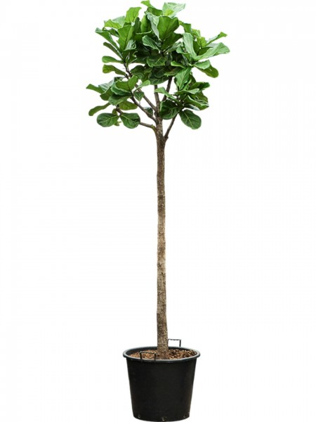 Ficus lyrata 280 cm - Geigenfeigenbaum