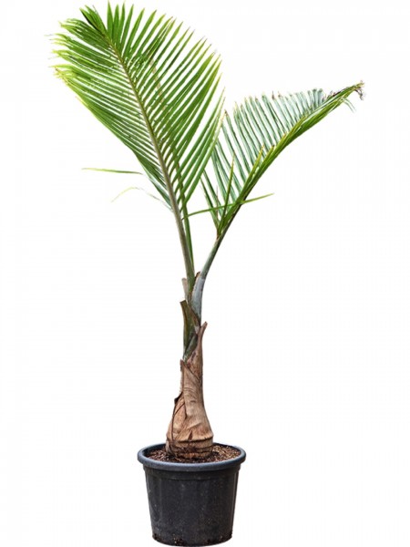 Hyophorbe lagenicaulis - Flaschenpalme