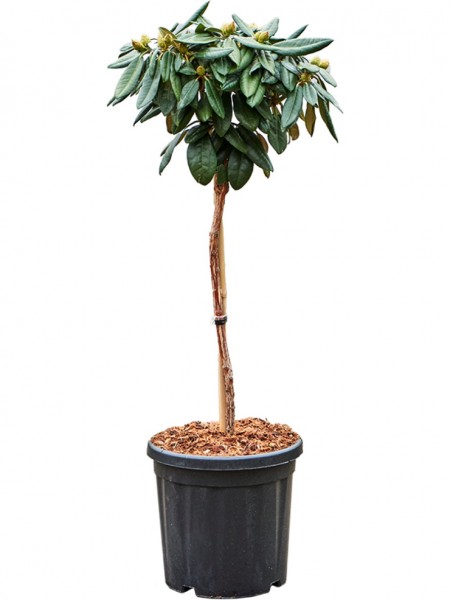 Rhododendron yakushimanum fantastica