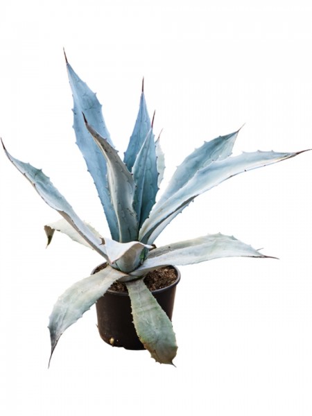 Agave americana franzosinii
