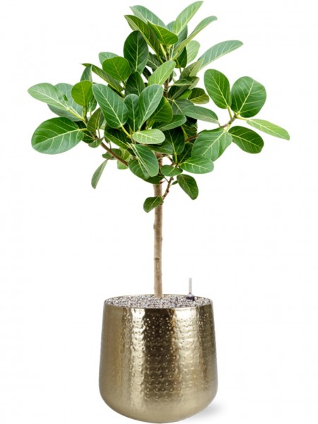 Ficus benghalensis Audrey 95 cm in Karakter Metall Pflanzkübel