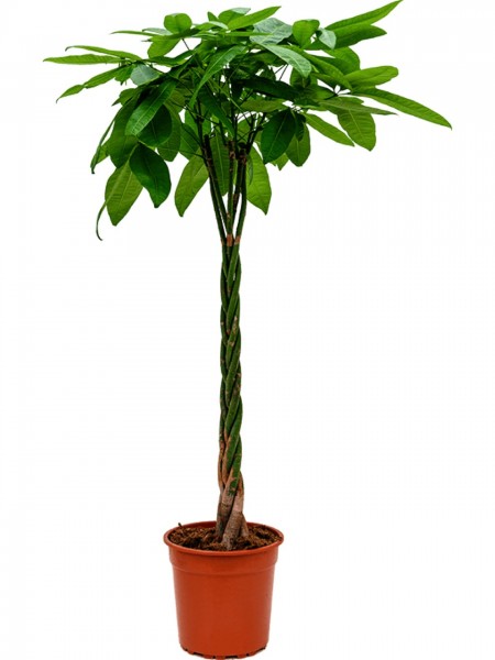 Pachira aquatica mit geflochten Stamm