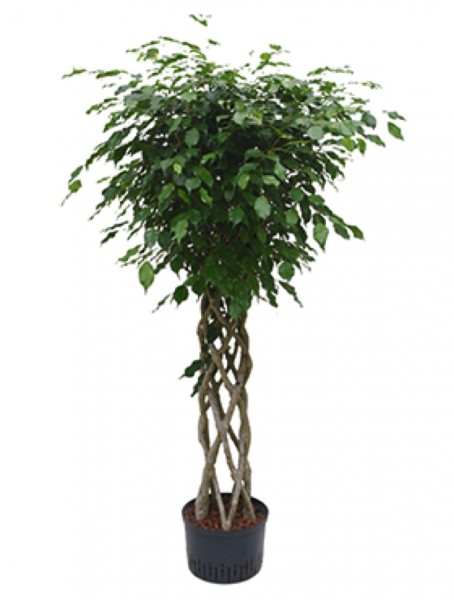 Ficus benjamina columnar - Open window 170 cm