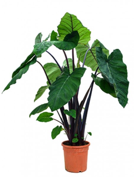 Xanthosoma sag. frozen plane