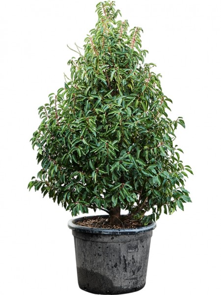 Prunus lusitanica - Angustifolia Busch