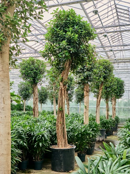 Ficus rubiginosa australis - australischer Feigenbaum 430 cm