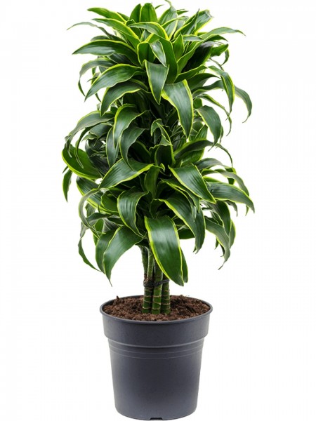 Dracaena fragrans dorado multi verzweig