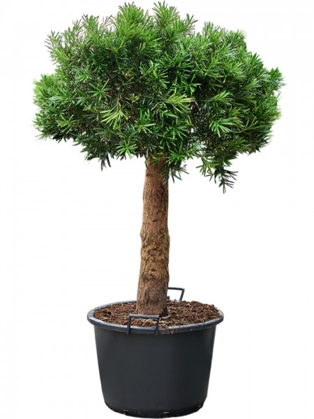 Podocarpus macrophyllus 180 cm - Buddha Baum