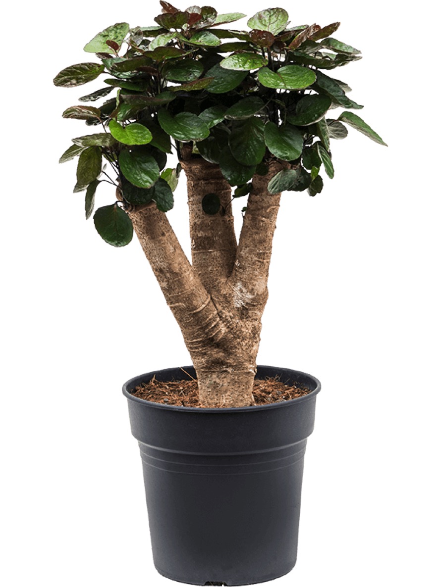 Polyscias fabian - Bonsai Terrapalme Heim- und Gartenshop.