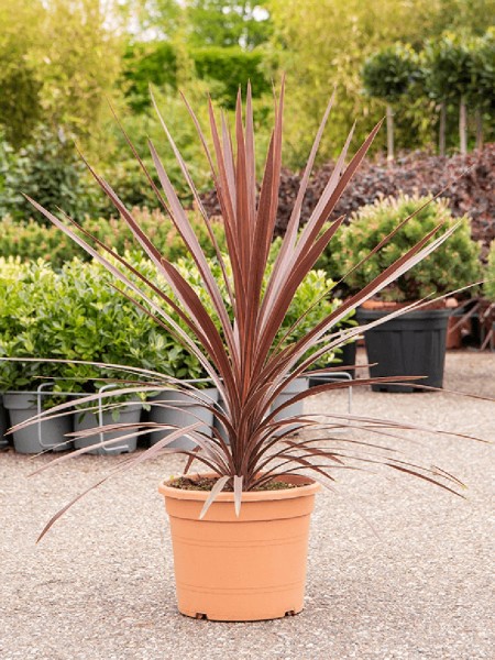 Cordyline australis Red Star