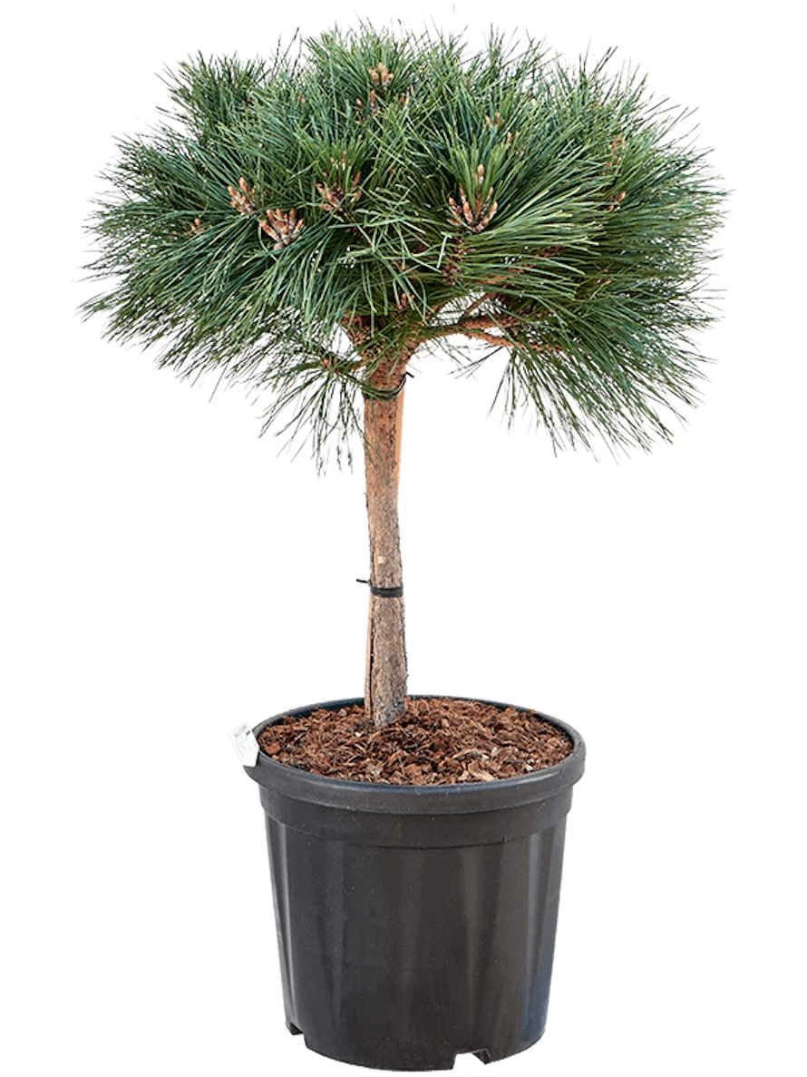 Pinus brepo Schwarzkiefer Hochstamm Terrapalme Heim und