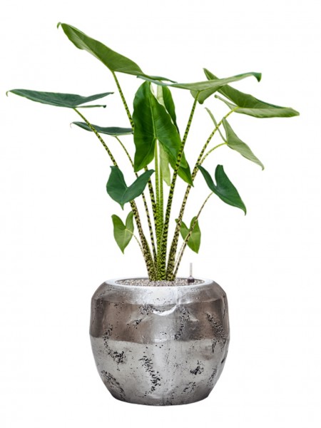 Alocasia zebrina bepflanzt 120 cm im Opus Raw Pflanzkübel