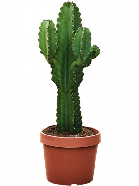 Euphorbia ingens 70 cm