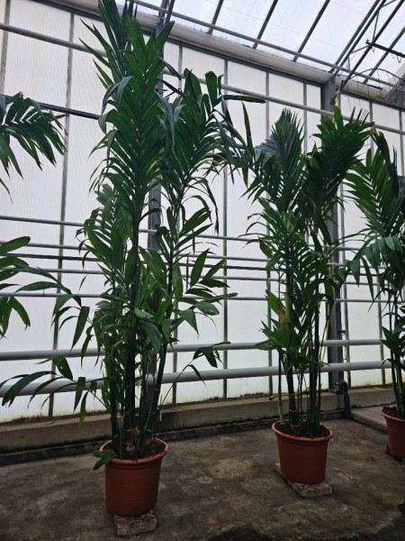 Areca triandra 390cm