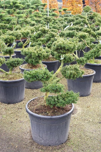 Taxus cuspidata nana bonsai