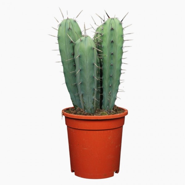 Myrthillocactus geometrisans - Heidelbeerkaktus