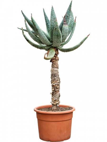 Aloe marlothii 170 cm