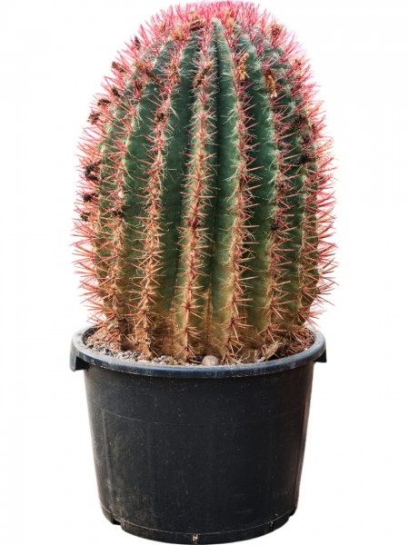 Ferocactus stainesii - Mexikanischer Fasskaktus
