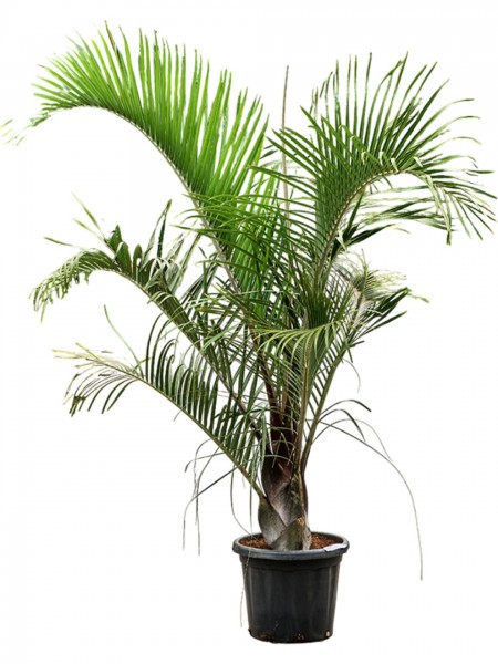 Neodypsis decaryi - Driehoekspalme