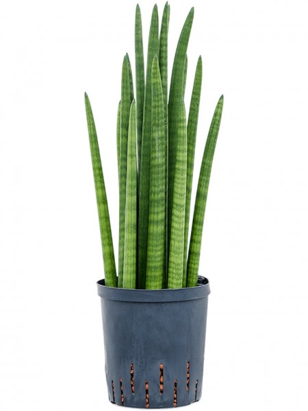 Sansevieria cylindrica tower | Hydrokultur