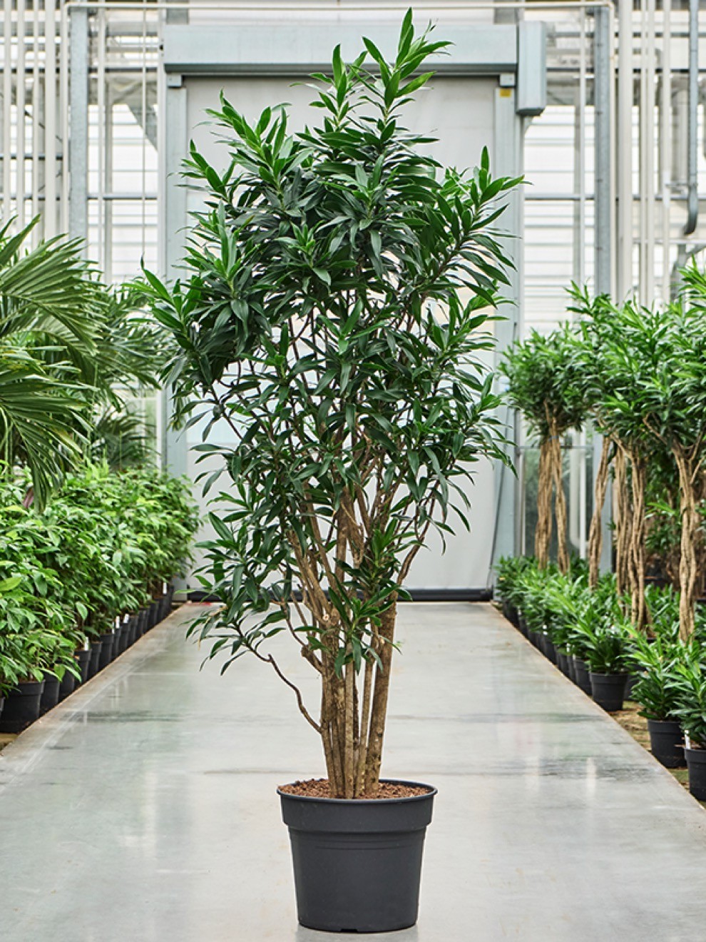 Pleomele reflexa verzweigt - Drachenbaum 210 cm | Terrapalme Heim- und  Gartenshop