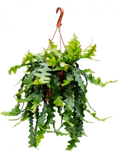 Epiphyllum anthonyanus Ampel