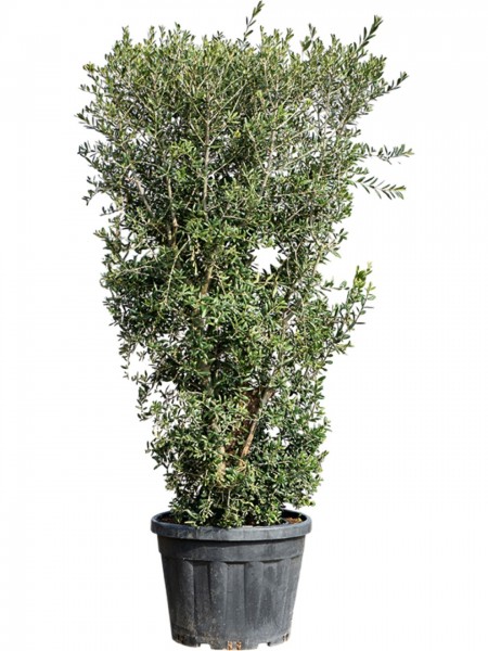 Olea europaea Bush